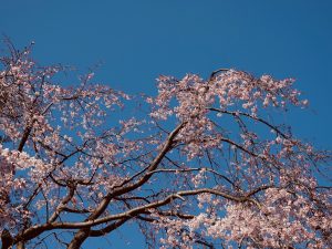武漢的櫻花