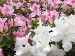 春，正敲響每一扇門扉