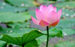 荷花、桂花、杜鵑花、梅花（詩詞四首）