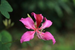 紫荊花開