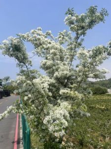 春日午後再見流蘇盛開有作（外二首）