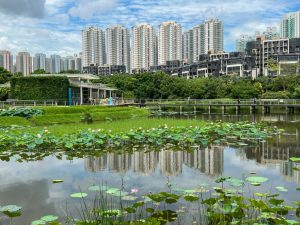 通往盛夏的記憶隧道 ——深秋遊香港濕地公園小記