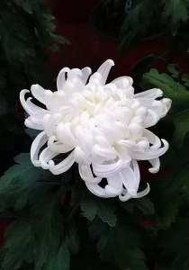 大埔火災感懷
