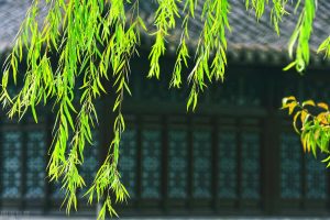 北京春聚二絕句及〈鷓鴣天〉