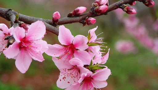 新春桃花頌