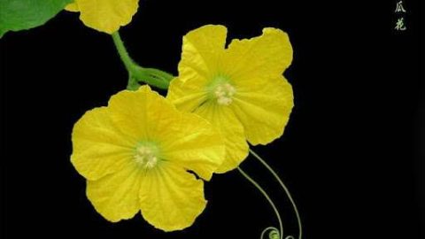 明月那邊