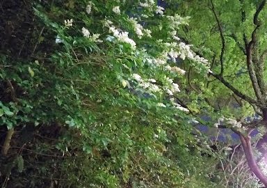 春深不知處