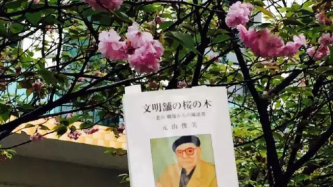 天邊的八重櫻