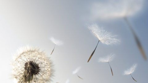 你來時帶風、一夜間就長大了