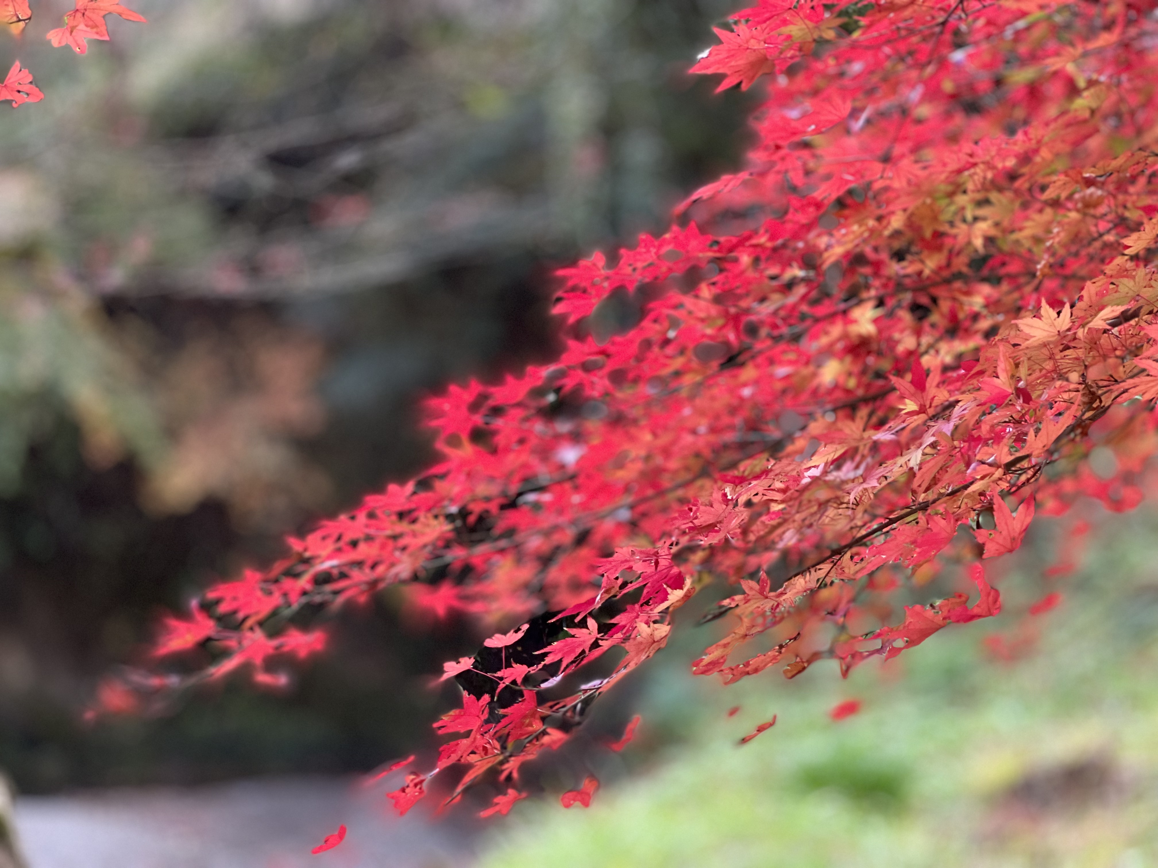 遠州森町的楓紅之路