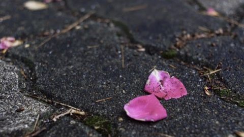 薄雨散策見山茶花瓣（外四首）