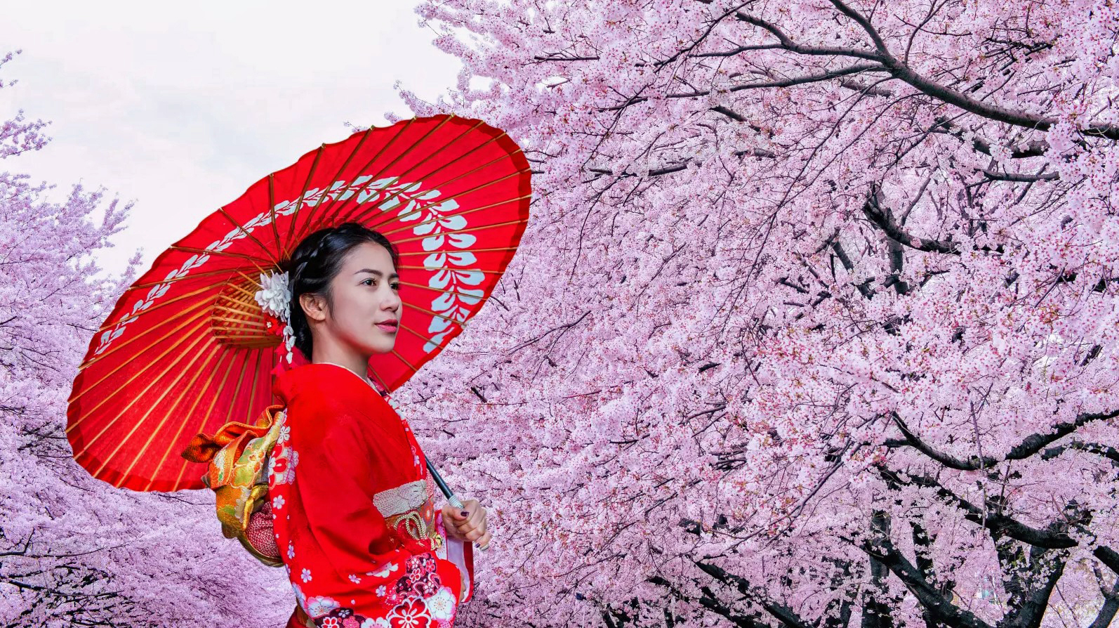 「人面櫻花」君莫愁——觀賞奧本植物園櫻花隨想