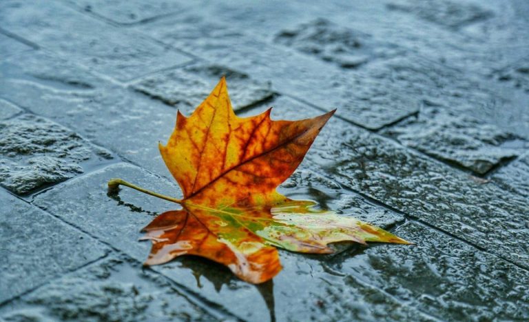 雨中見落葉（外四首）