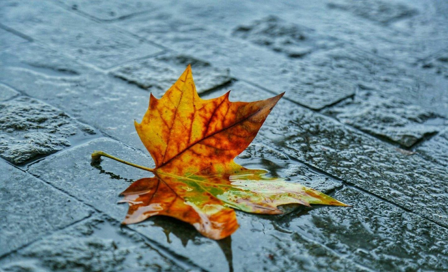 雨中見落葉（外四首）