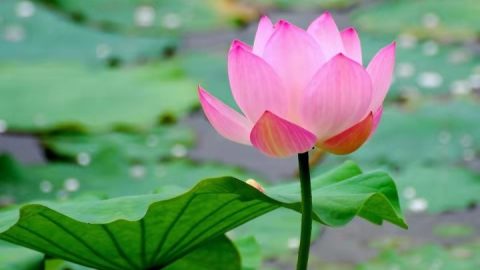 荷花、桂花、杜鵑花、梅花（詩詞四首）