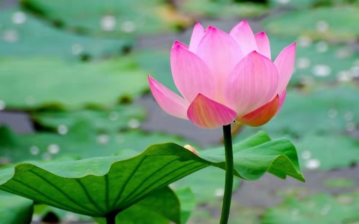 荷花、桂花、杜鵑花、梅花（詩詞四首）