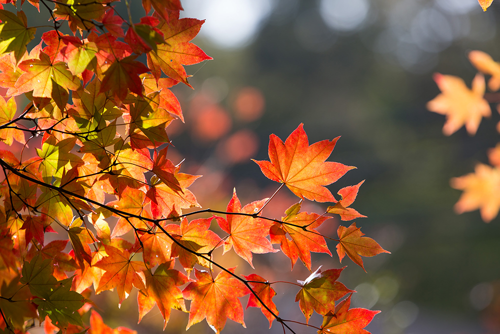 紅葉、杏花村