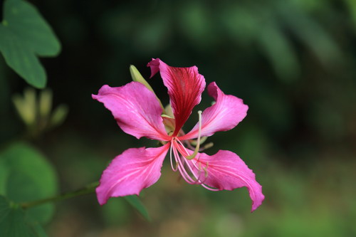 紫荊花開