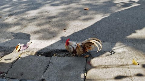 路邊的雞，與坐摩托車的狗