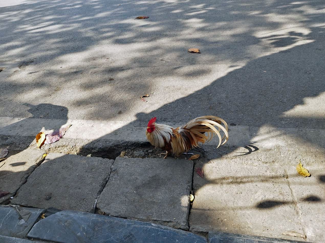 路邊的雞，與坐摩托車的狗