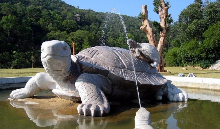 靈龜的心聲