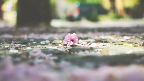 落花、年來