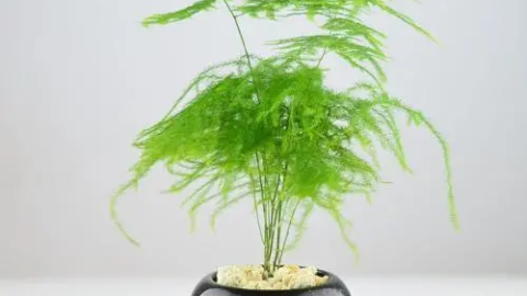 文竹（外三首）
