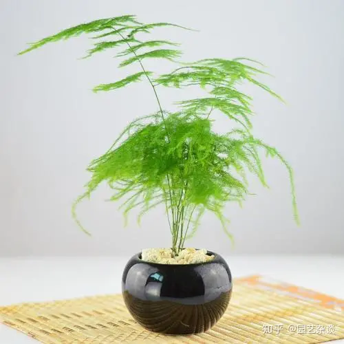文竹（外三首）