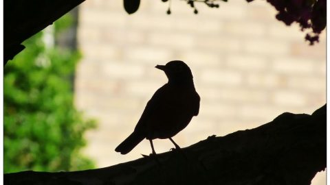 鳥（外二首）
