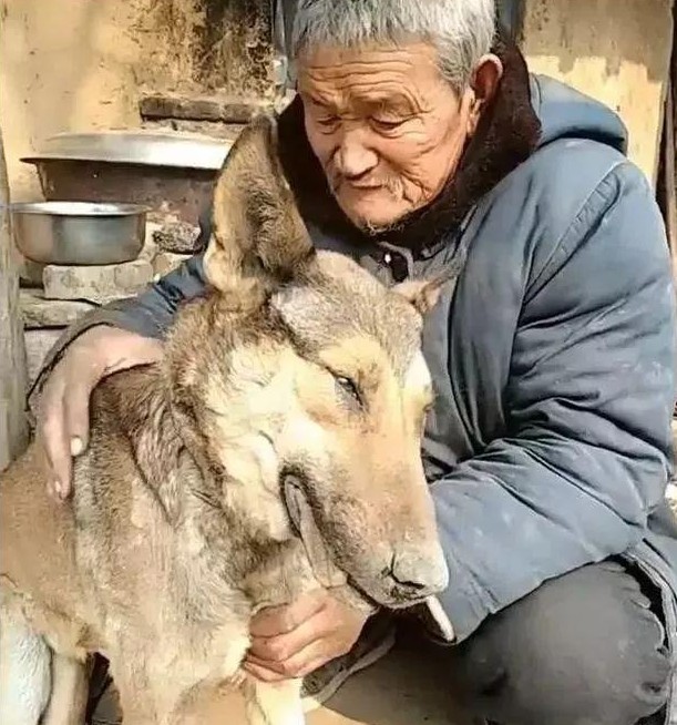老人和小狼