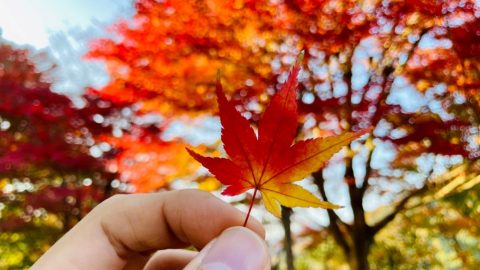 紅葉歌
