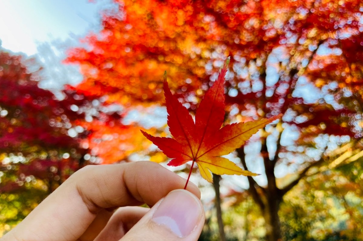 紅葉歌