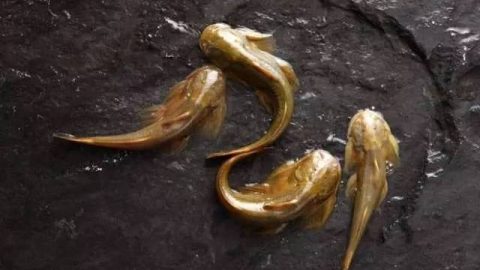 水流很急，你不急於釣魚