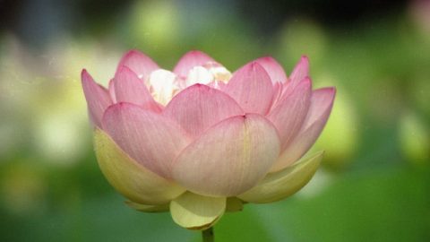論詩絕句七首，借元遺山句賦之（外一首）