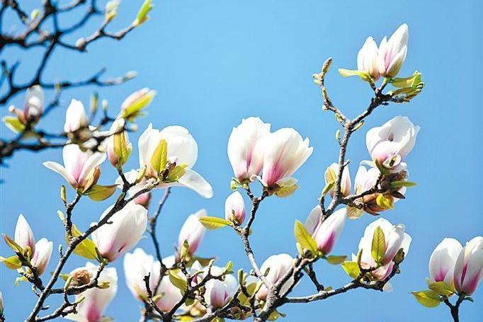 《香港作家》網絡版第三十七期（2026年2月號）徵稿