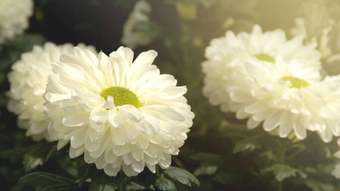 十四行白菊花（外一首）
