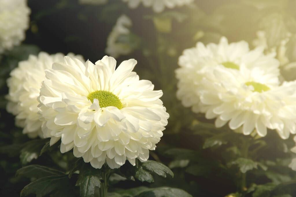 十四行白菊花（外一首）