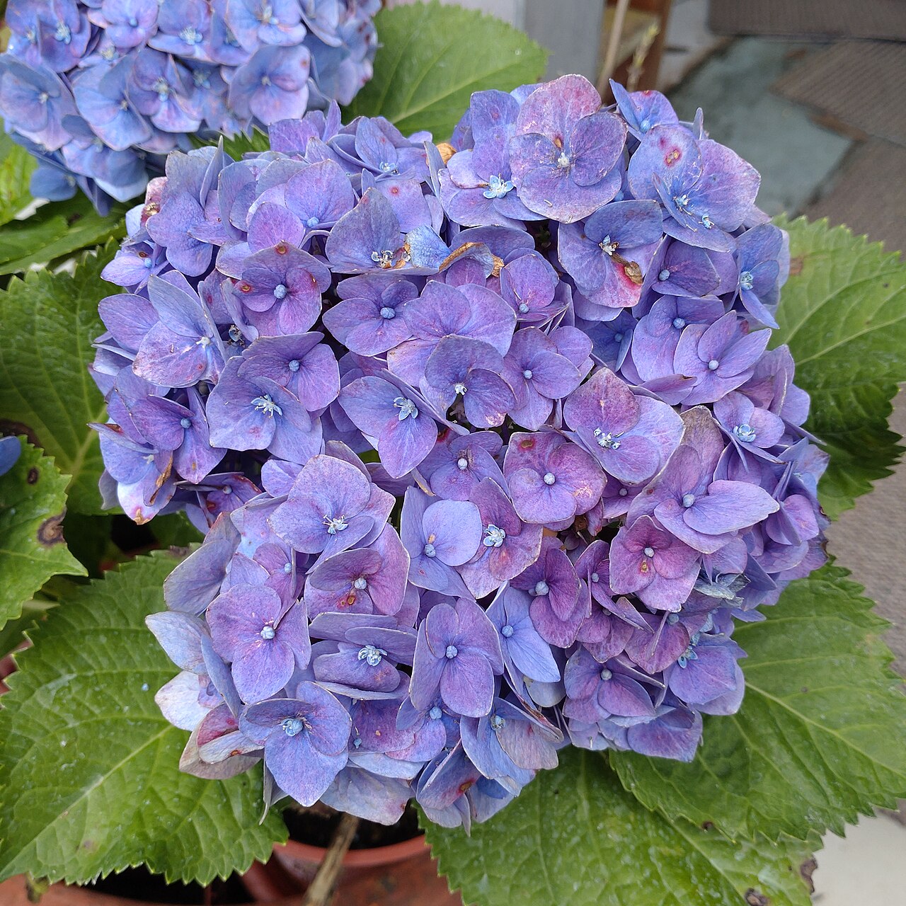 故宮展覽二題八詠錄一題四詠
