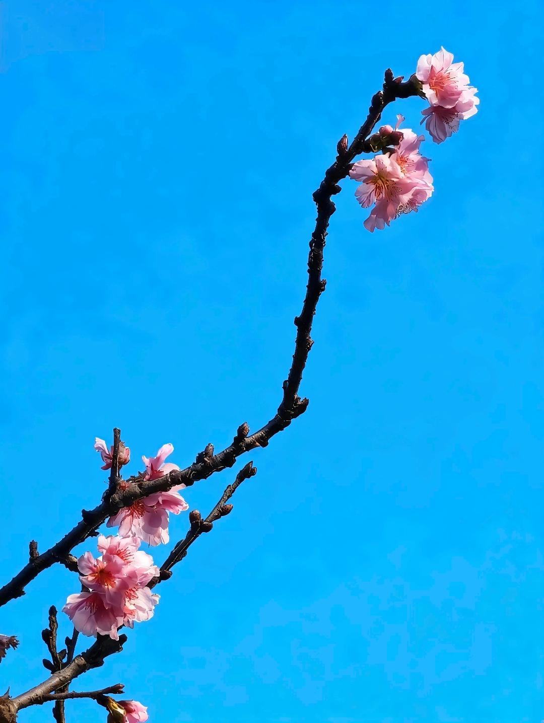 櫻花三唱