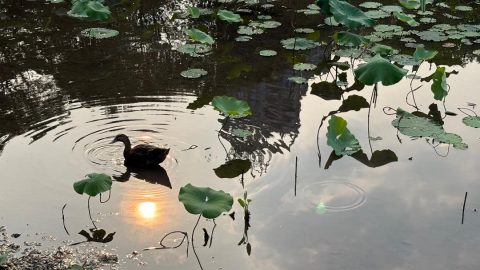 東湖雨後（外兩首）