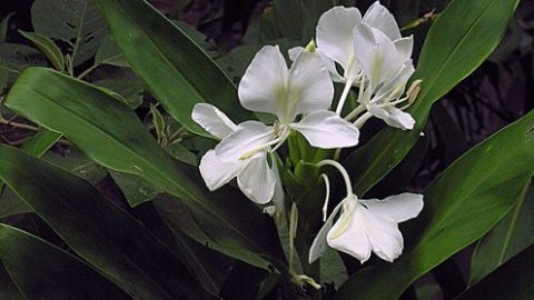 再別野薑花（外二首）