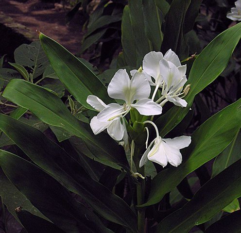 再別野薑花（外二首）